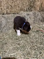 Navy collar, a male Australian Shepherd for sale in Americus, GA – 2 of 10