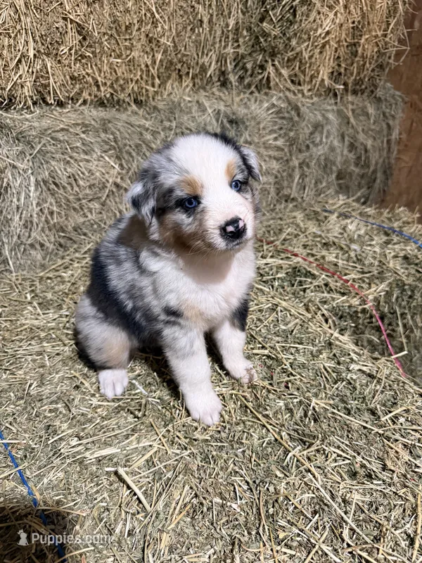 Purple collar – Australian Shepherd puppy on hold in Americus, GA