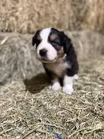Green collar, a male Australian Shepherd for sale in Americus, GA – 8 of 10