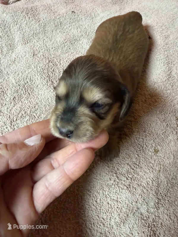 Cream female #1 – Miniature Dachshund puppy for sale in Americus, GA