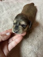 Cream female #1, a female Miniature Dachshund for sale in Americus, GA – Photo 1 of 5