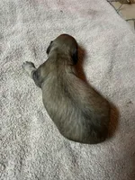 Cream female #1, a female Miniature Dachshund for sale in Americus, GA – Photo 4 of 5