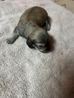 Cream female #1, a female Miniature Dachshund for sale in Americus, GA – Photo 2 of 5