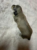 Cream female #1, a female Miniature Dachshund for sale in Americus, GA – Photo 3 of 5