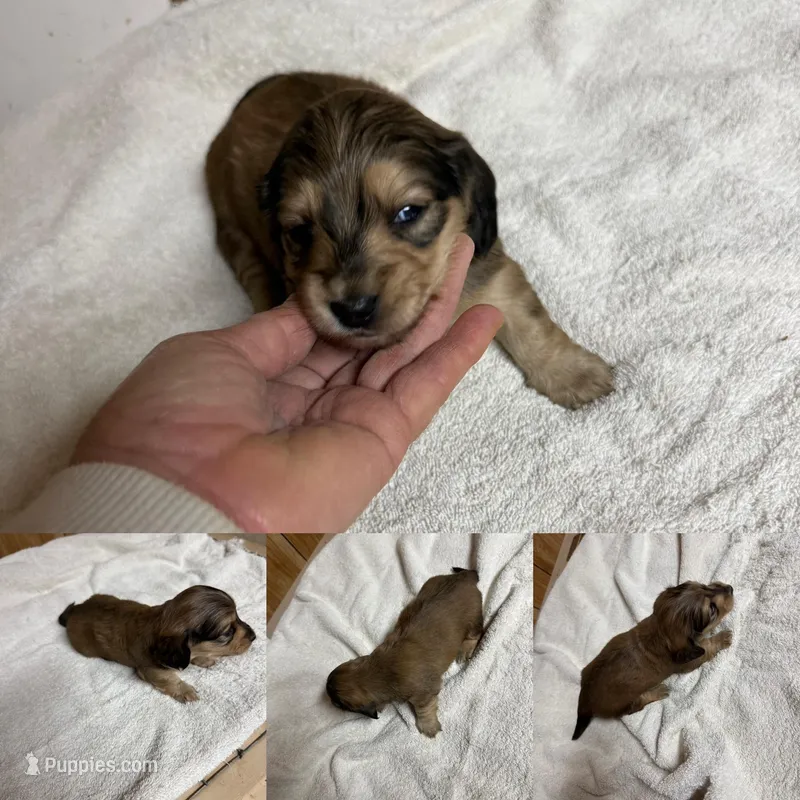 Cream female #1 – Miniature Dachshund puppy for sale in Americus, GA