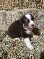 Navy collar, a male Australian Shepherd for sale in Americus, GA – 3 of 10