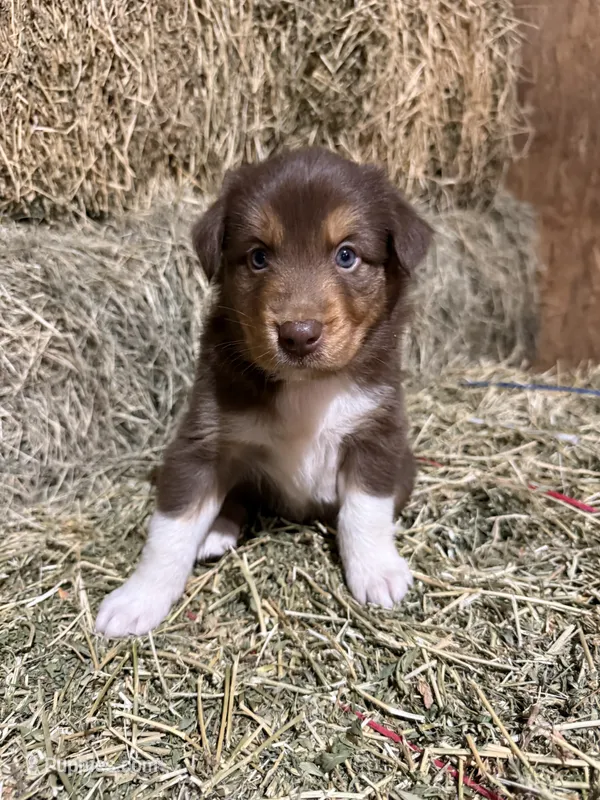 Orange collar – Australian Shepherd puppy for sale in Americus, GA