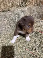 Orange collar, a male Australian Shepherd for sale in Americus, GA – 2 of 10