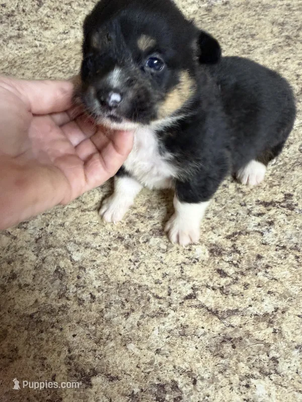 Black & tan w/white female #5 – Pembroke Welsh Corgi puppy for sale in Americus, GA
