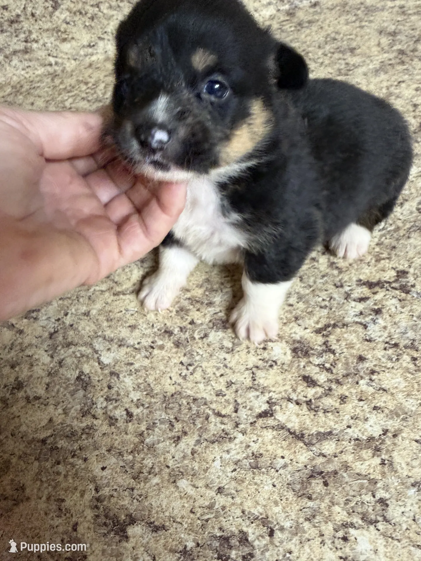 Black & tan w/white female #5 – Pembroke Welsh Corgi Puppy