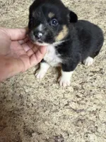 Black & tan w/white female #5, a female Pembroke Welsh Corgi for sale in Americus, GA – 1 of 10