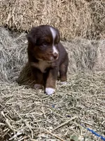 Blue collar, a male Australian Shepherd for sale in Americus, GA – 2 of 9