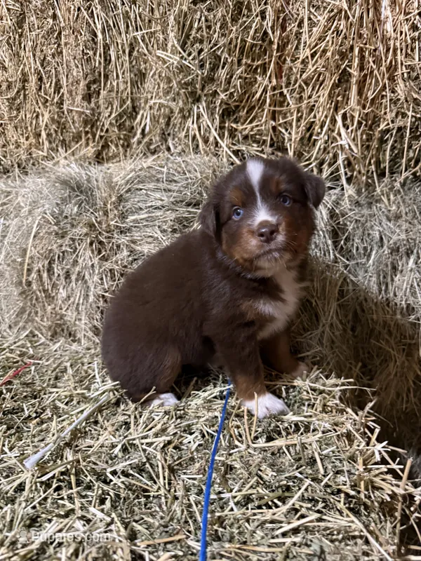 Blue collar – Australian Shepherd puppy for sale in Americus, GA