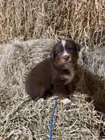 Blue collar, a male Australian Shepherd for sale in Americus, GA – 1 of 9