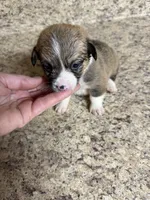 Red & white female #2, a female Pembroke Welsh Corgi for sale in Americus, GA – 8 of 10
