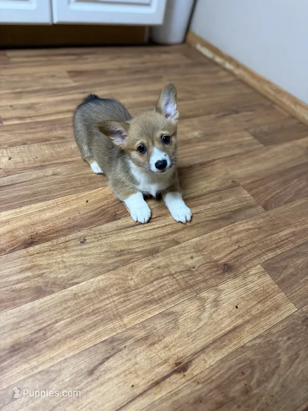 Red & white female #1 – Pembroke Welsh Corgi puppy for sale in Americus, GA
