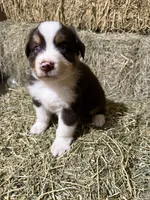 Navy collar, a male Australian Shepherd for sale in Americus, GA – 4 of 10