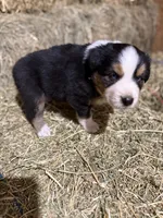 Green collar, a male Australian Shepherd for sale in Americus, GA – 4 of 10