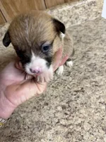 Red & white female #3, a female Pembroke Welsh Corgi for sale in Americus, GA – 3 of 10