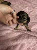 Red sable female, a female Miniature Dachshund for sale in Americus, GA – 4 of 10