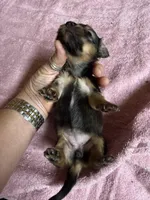 Red sable female, a female Miniature Dachshund for sale in Americus, GA – 3 of 10