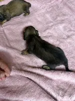 Red sable female, a female Miniature Dachshund for sale in Americus, GA – 7 of 10