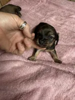 Red sable female, a female Miniature Dachshund for sale in Americus, GA – 5 of 10