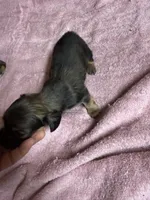 Red sable female, a female Miniature Dachshund for sale in Americus, GA – 2 of 10