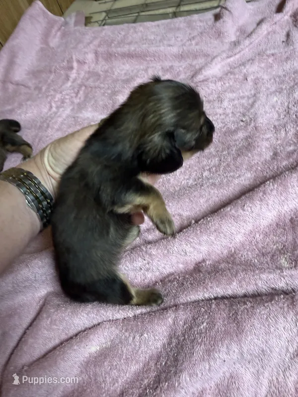 Red sable female, a female Miniature Dachshund for sale in Americus, GA – 1 of 10