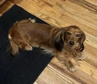 Red sable female, a female Miniature Dachshund for sale in Americus, GA – 8 of 10