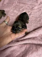 Red sable female, a female Miniature Dachshund for sale in Americus, GA – 6 of 10