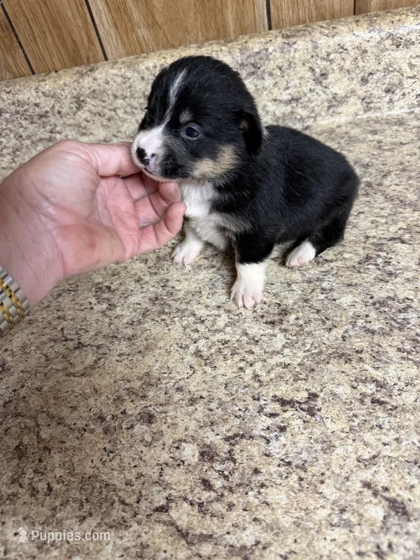 Black & tan w/white female #4 – Pembroke Welsh Corgi puppy for sale in Americus, GA