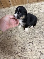 Black & tan w/white female #4, a female Pembroke Welsh Corgi for sale in Americus, GA – 1 of 8