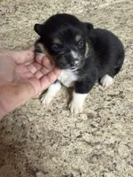 Black & tan w/white female #5, a female Pembroke Welsh Corgi for sale in Americus, GA – 2 of 10