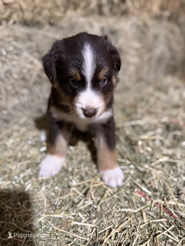 Red collar – Australian Shepherd puppy for sale in Americus, GA