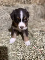 Red collar, a male Australian Shepherd for sale in Americus, GA – 1 of 10