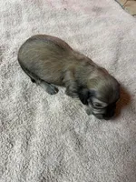 Cream female #2, a female Miniature Dachshund for sale in Americus, GA – Photo 4 of 4