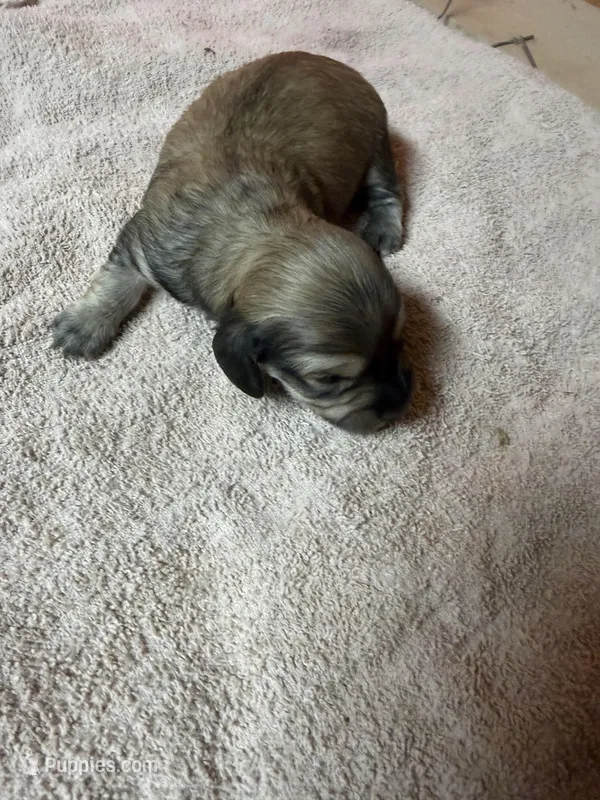 Cream female #2 – Miniature Dachshund puppy for sale in Americus, GA