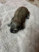 Cream female #2, a female Miniature Dachshund for sale in Americus, GA – Photo 3 of 4