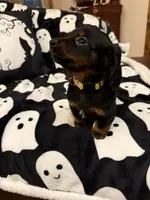 Yellow female, a female Miniature Dachshund for sale in Americus, GA – Photo 6 of 10