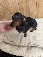 Yellow female, a female Miniature Dachshund for sale in Americus, GA – Photo 10 of 10