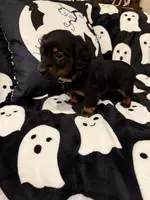 Yellow female, a female Miniature Dachshund for sale in Americus, GA – Photo 3 of 10