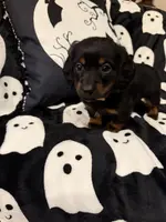 Yellow female, a female Miniature Dachshund for sale in Americus, GA – Photo 2 of 10