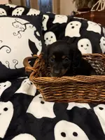 Yellow female, a female Miniature Dachshund for sale in Americus, GA – Photo 4 of 10