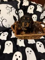 Yellow female, a female Miniature Dachshund for sale in Americus, GA – Photo 5 of 10