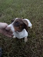 Yellow female, a female Miniature Dachshund for sale in Americus, GA – Photo 9 of 10