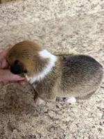Red & white female #3, a female Pembroke Welsh Corgi for sale in Americus, GA – 8 of 10