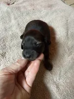 Sable female, a female Miniature Dachshund for sale in Americus, GA – Photo 2 of 8