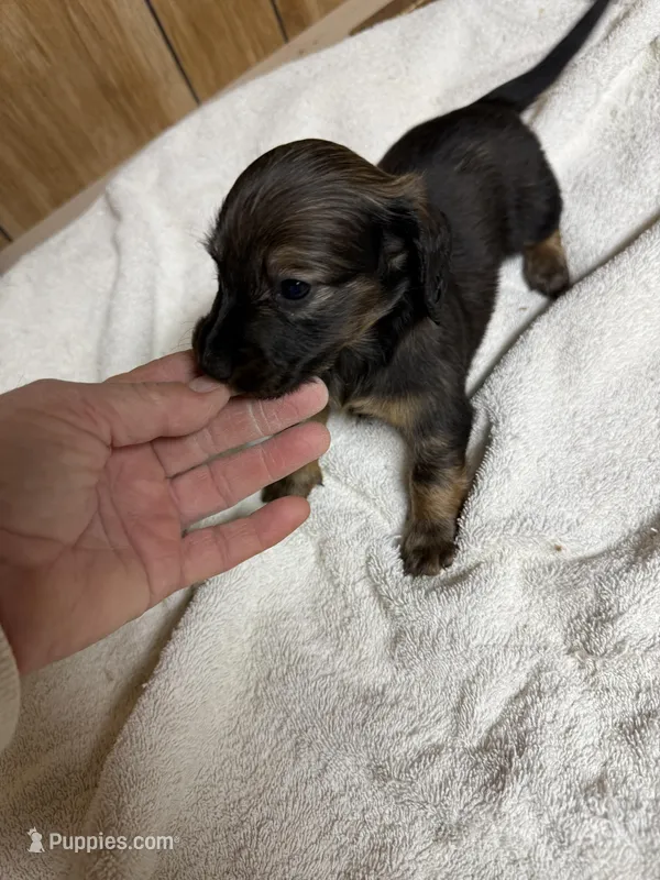 Wild Boar female – Miniature Dachshund puppy for sale in Americus, GA