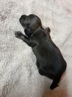 Sable female, a female Miniature Dachshund for sale in Americus, GA – Photo 5 of 8